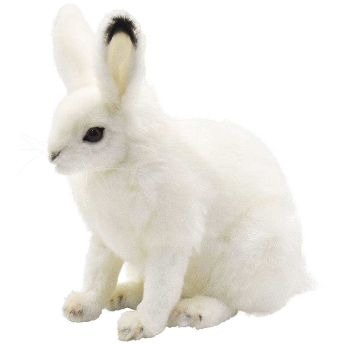 ホッキョクウサギ 30 | HANSA