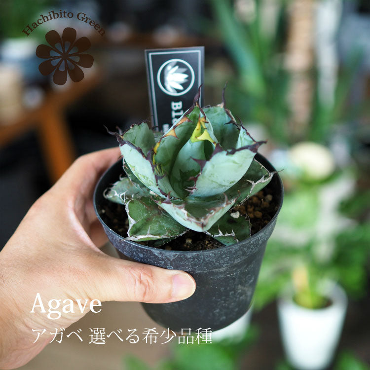 アガベ チタノタ 希少品種 3.5号 – 鉢人