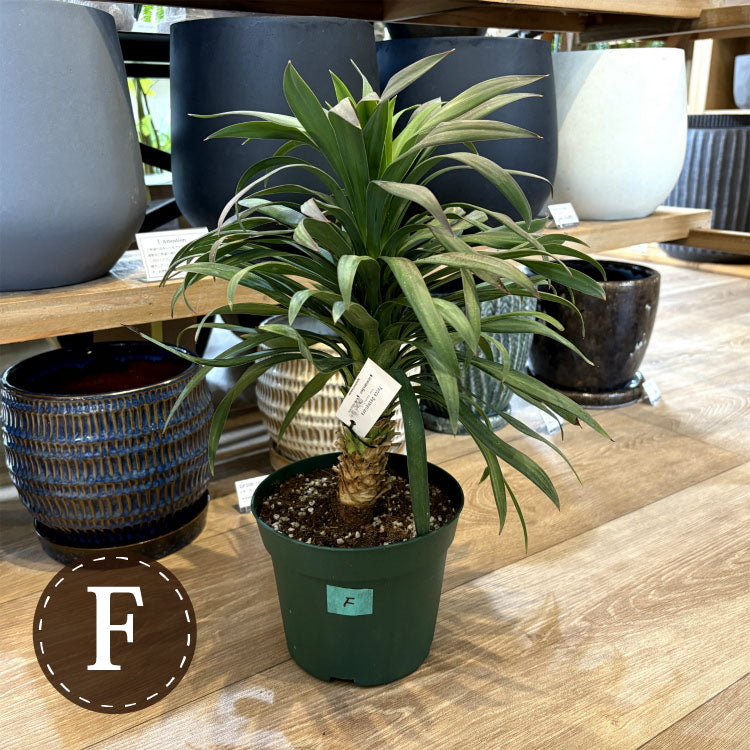 ユッカ・デスメティアーナ – 鉢人