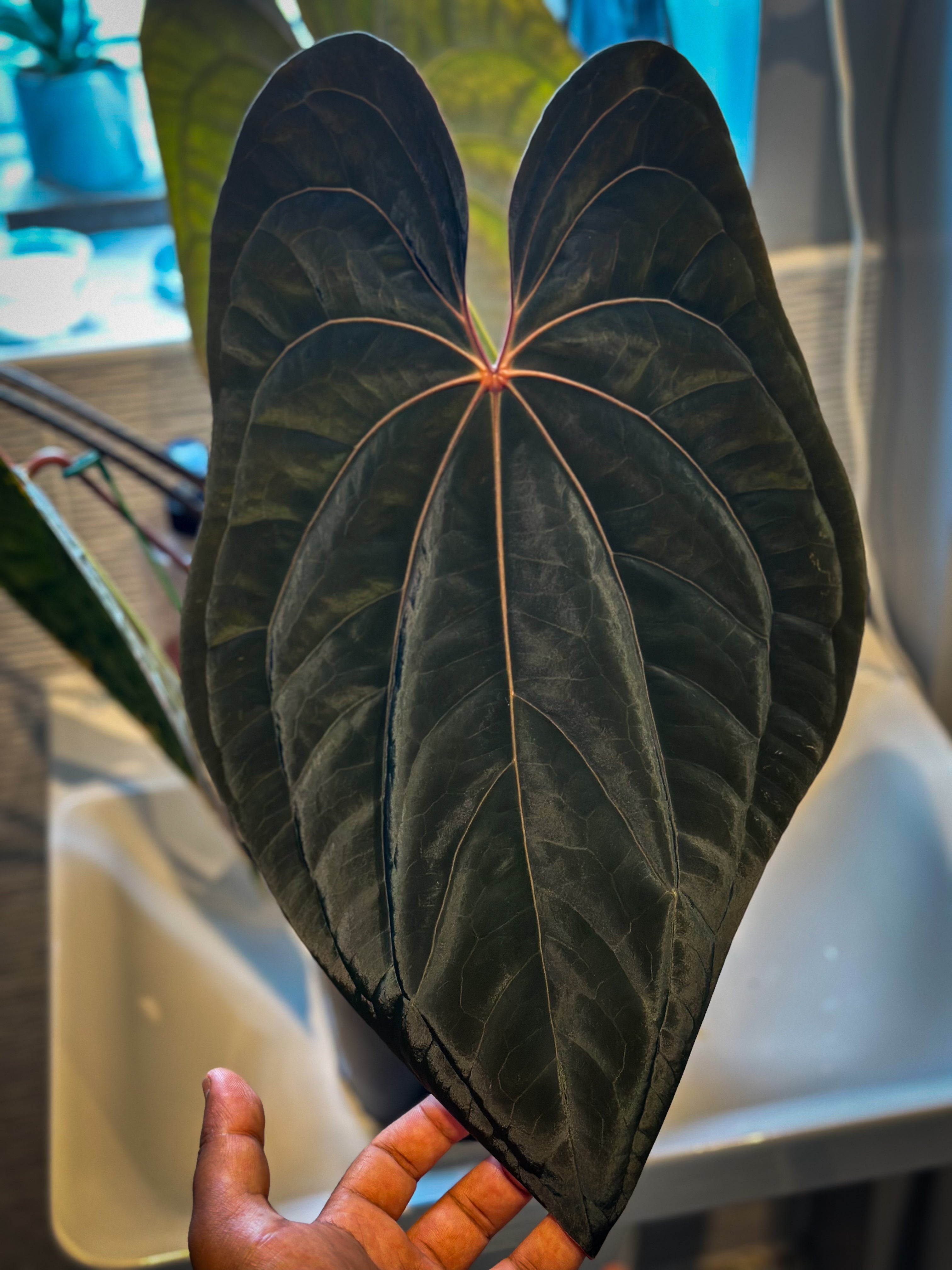 Anthurium Carlablackiae × AOS X RVDP – HappiestPlants