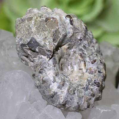 マダガスカル産 アンモナイト（ドゥビレイセラス）化石 約22g＜天然石