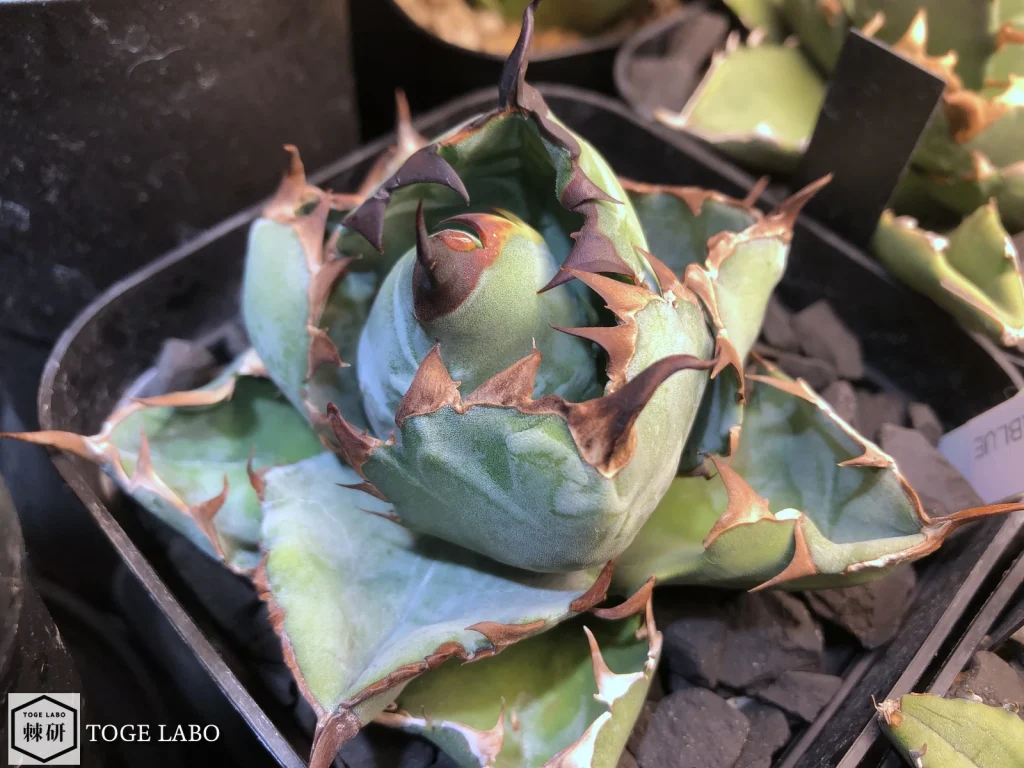 アガベ ブラックアンドブルー（Black & Blue）1号｜育成難易度は高い