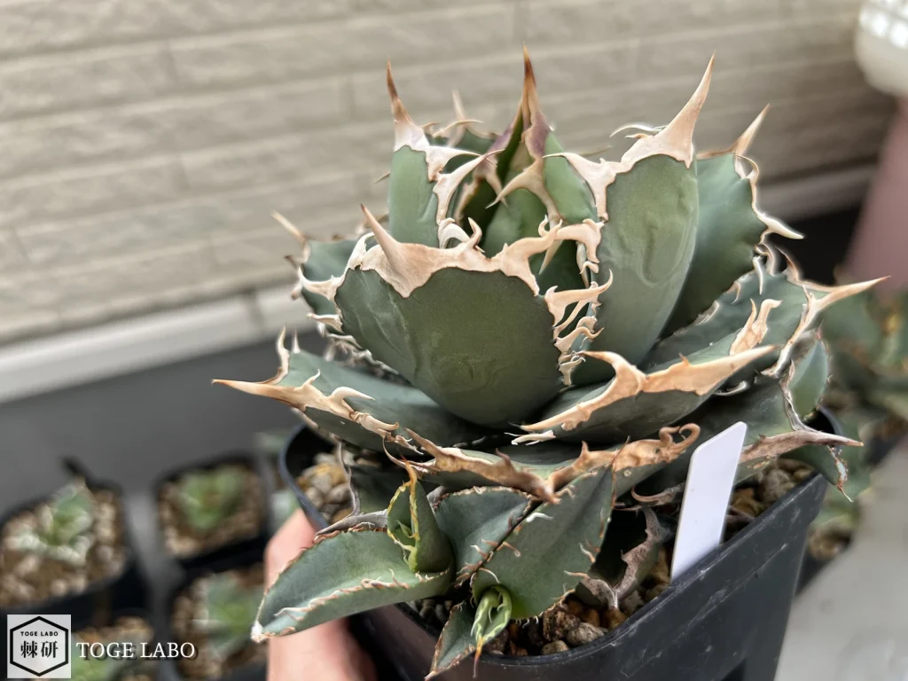 アガベ 螃蟹（カニ）｜名前と違ってイカつくてカッコイイ！ | トゲラボ