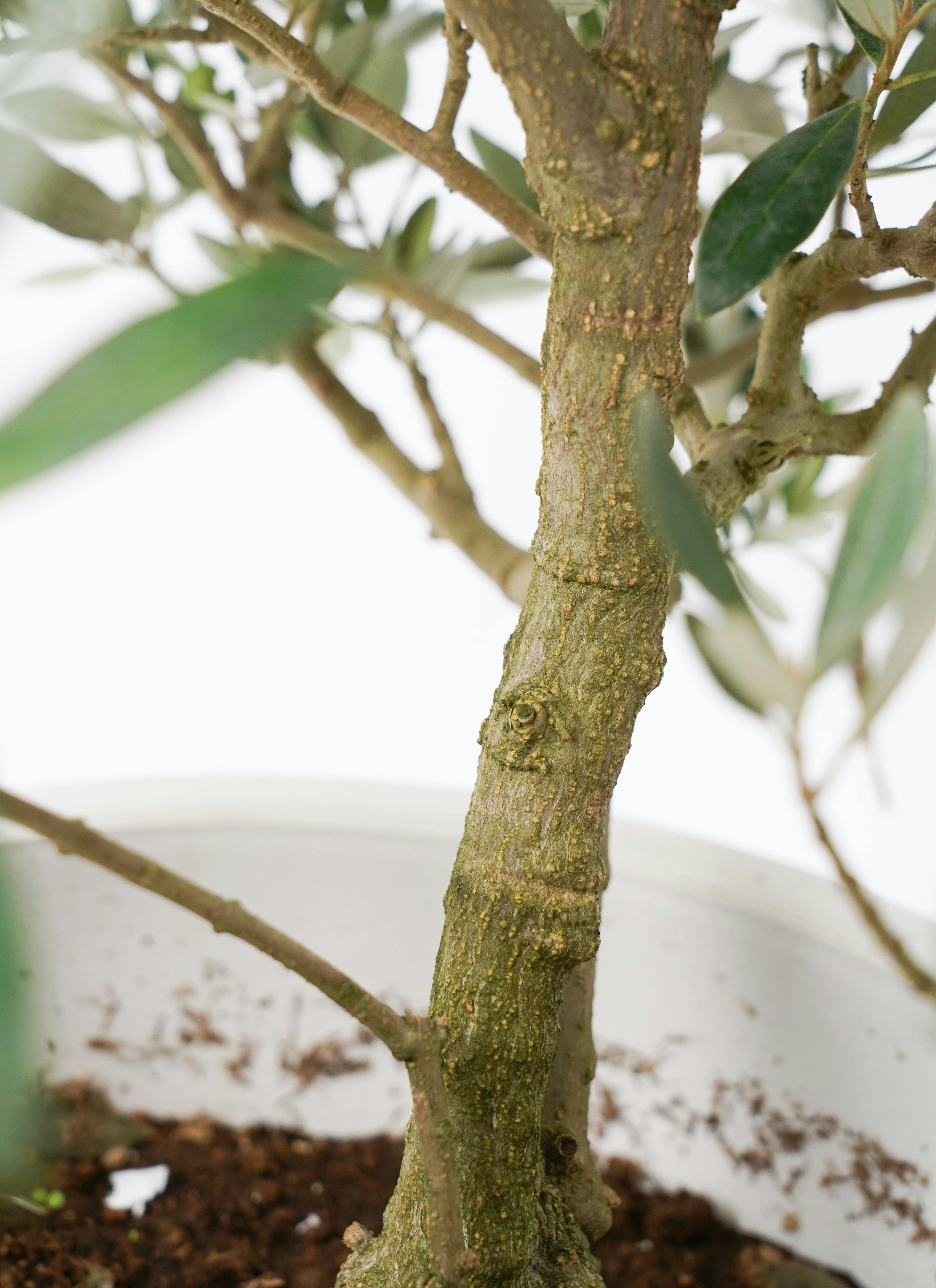 観葉植物 オリーブの木 8号 ピクアル プラスチック鉢 | 観葉植物なら