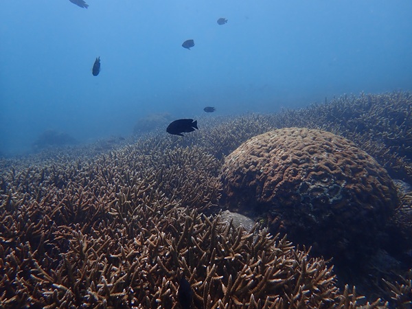 9月 | 2025 | Hirabae Divers ～ヒラバエダイバーズ～