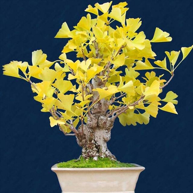 盆栽初心者が作るイチョウの寄せ植え盆栽で楽しむ秋の黄葉｜盆栽｜趣味時間