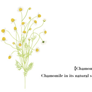 イラスト素材】自然のままのカモミール（透過画像/高解像度/360ppi