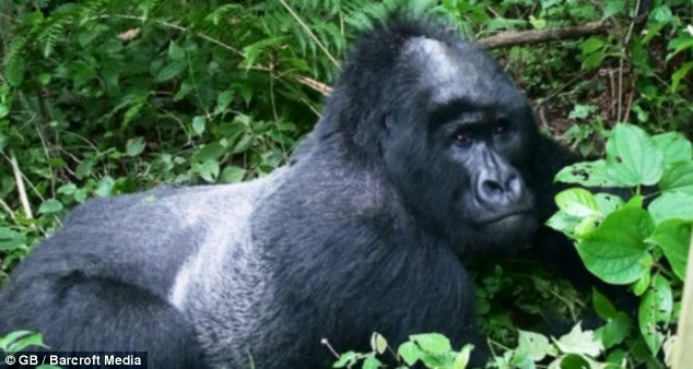 ハゲでもジャングルの王者、世界に一頭しかいないハゲゴリラ - GIGAZINE