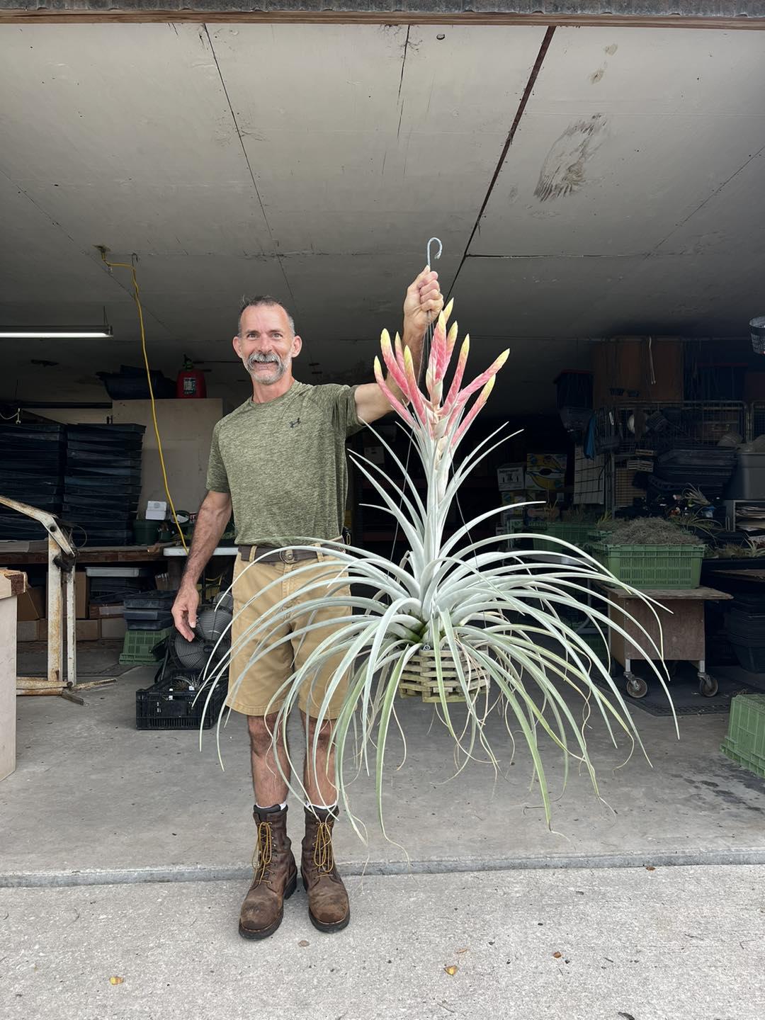 巨大なチランジアのハイブリッド！ : r/airplants
