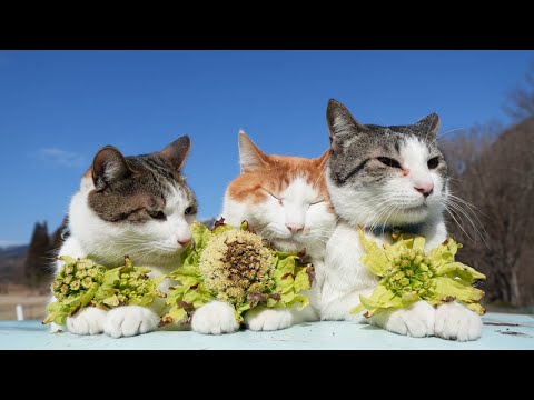 ばっけのせ猫 2025 250325 - YouTube