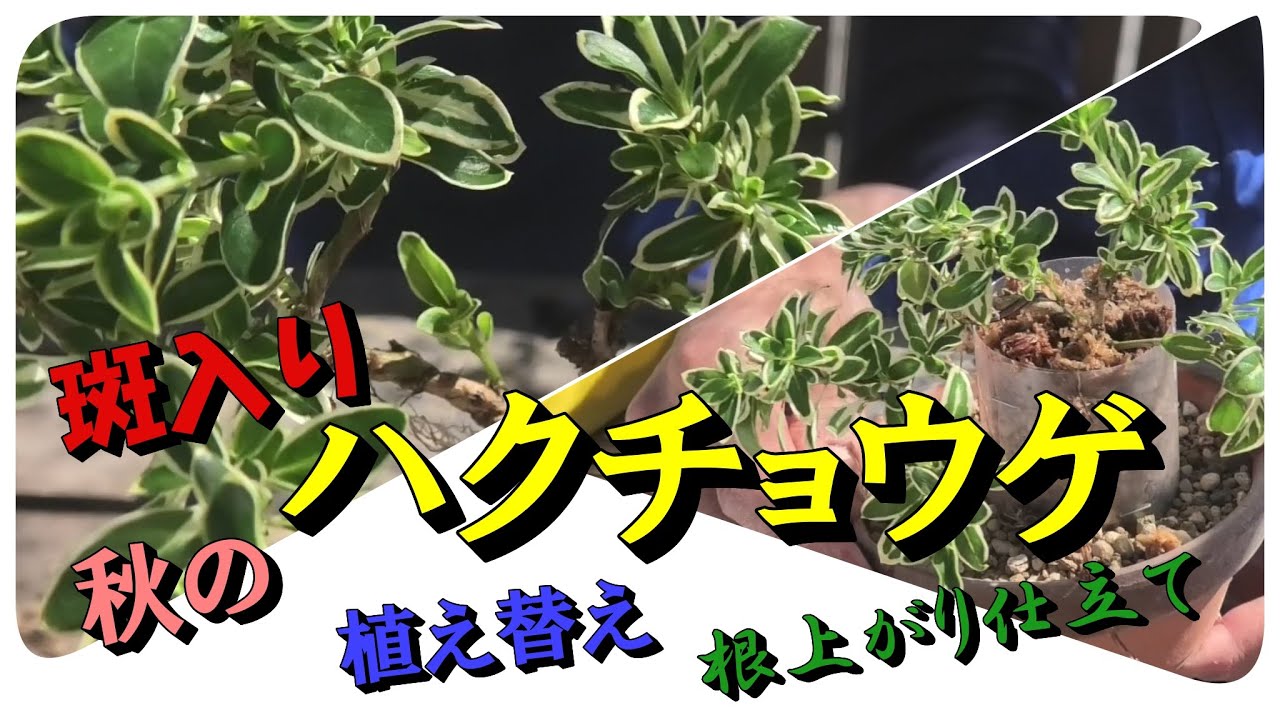 根上りに仕込む】斑入りハクチョウゲの植え替え【後は春まで待つだけ