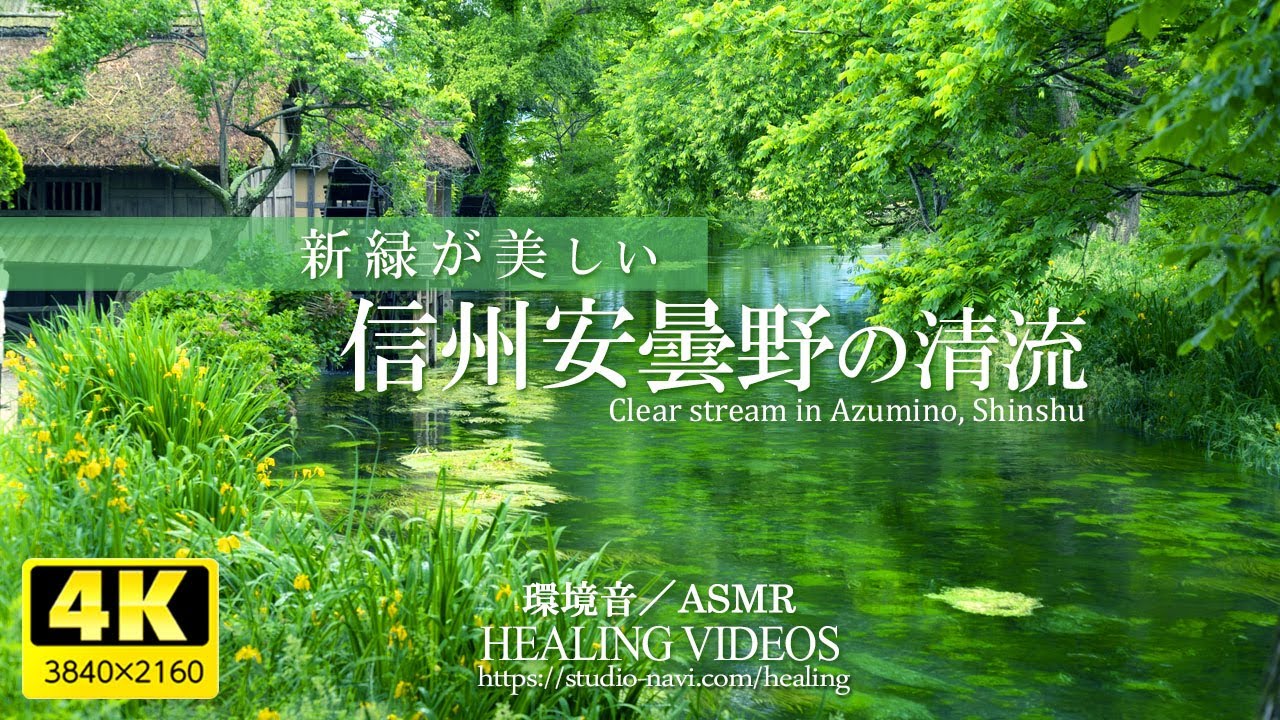 Environmental sound / ASMR] Clear stream of fresh green Shinshu