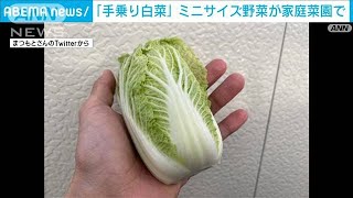 手のひらちょこんとサイズの「手乗り白菜」(2023年2月20日) - YouTube