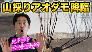 山採りアオダモ株立ち入荷】世の中から消えた？と思っていた幻の