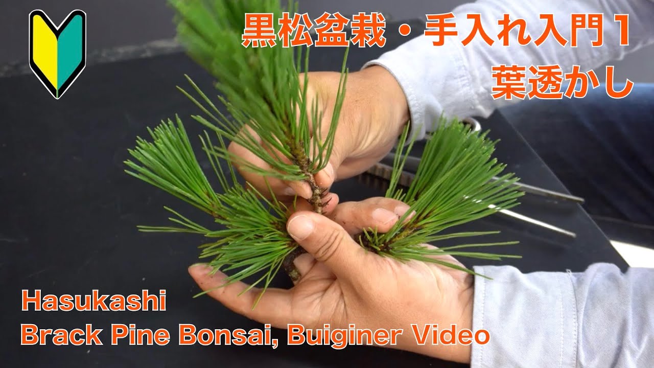 Black Pine Bonsai Beginner's Course 1: Leaf Openwork [Bonsai for