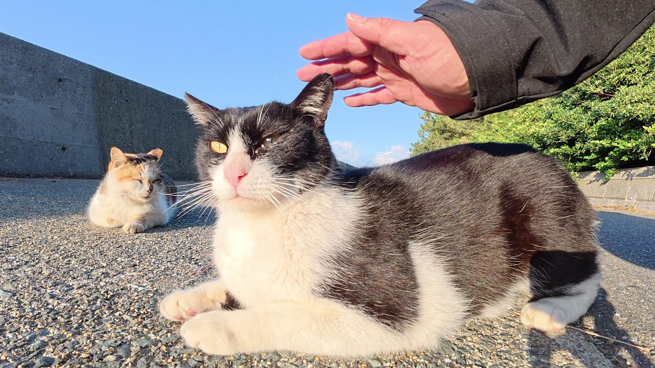 三毛猫をモフっていたら甘えん坊のハチワレ猫が割り込んできた - YouTube