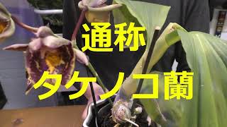 カタセタム・ハイブリッドの紹介～ 禁断の？タケノコに手を出して
