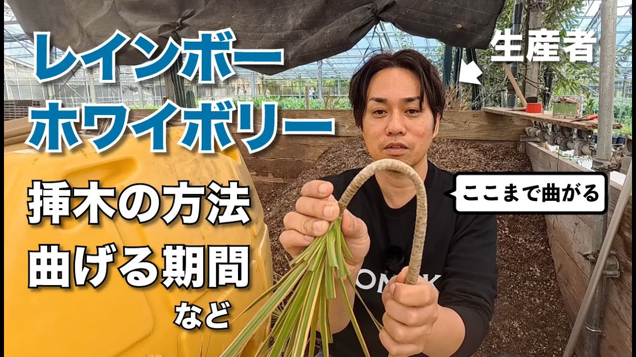 Part 2] How to propagate Rainbow and White Bory cuttings, and how