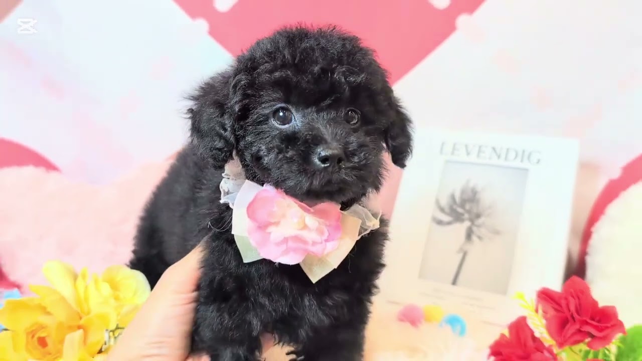 トイプードルちゃん - YouTube