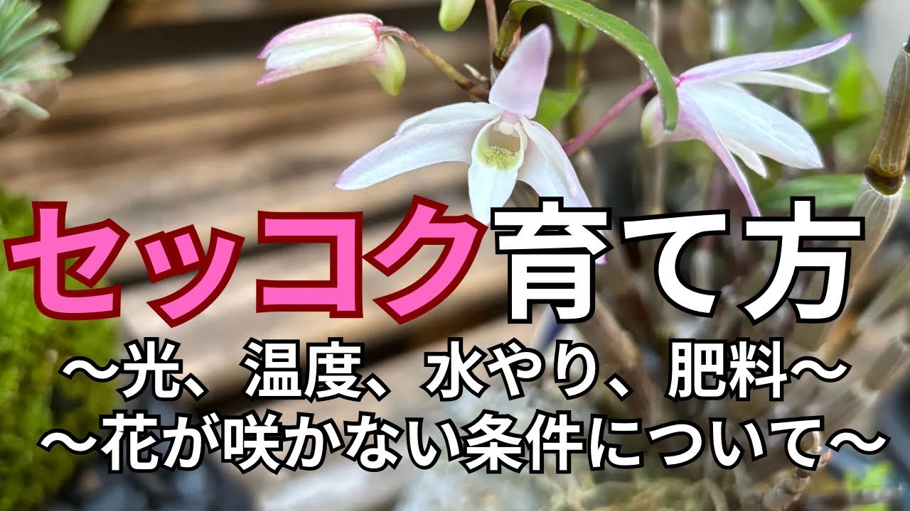セッコクの育て方を解説 - YouTube