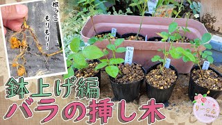 バラの挿し木】根っこが出たー！ら鉢上げしましょう！ - YouTube