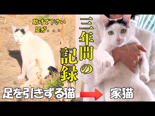 A cat with a leg disability creates a miracle of happiness [From