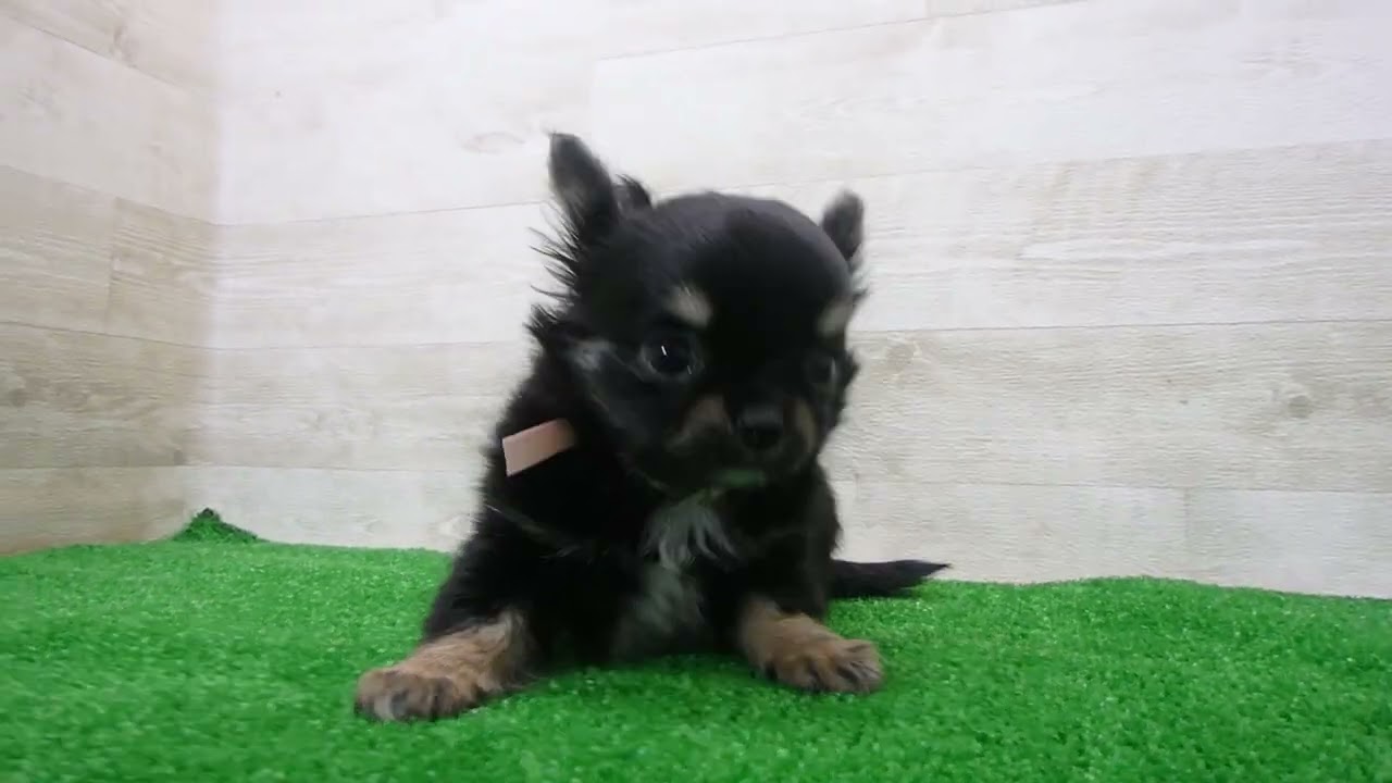 Coo&RIKU No.00746449 チワワ（ロングコート） - YouTube