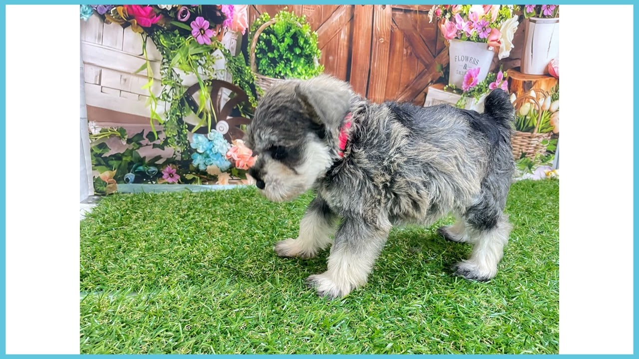 747539 M・シュナウザー - YouTube