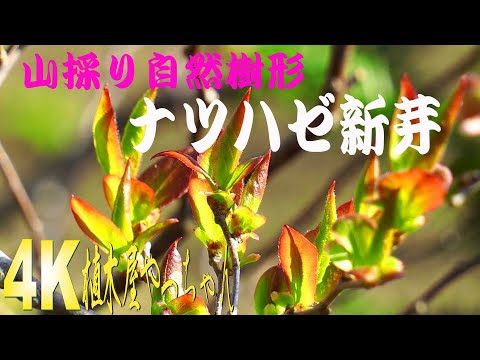 山採りナツハゼ 新芽 2023 - YouTube
