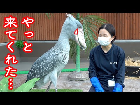 大好きな飼育員さんもうすぐ来る!待ち伏せするハシビロコウのふたば