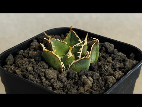 20260209 アガベ・チタノタ 緑水鬼(芽)-004｜agave green submariner