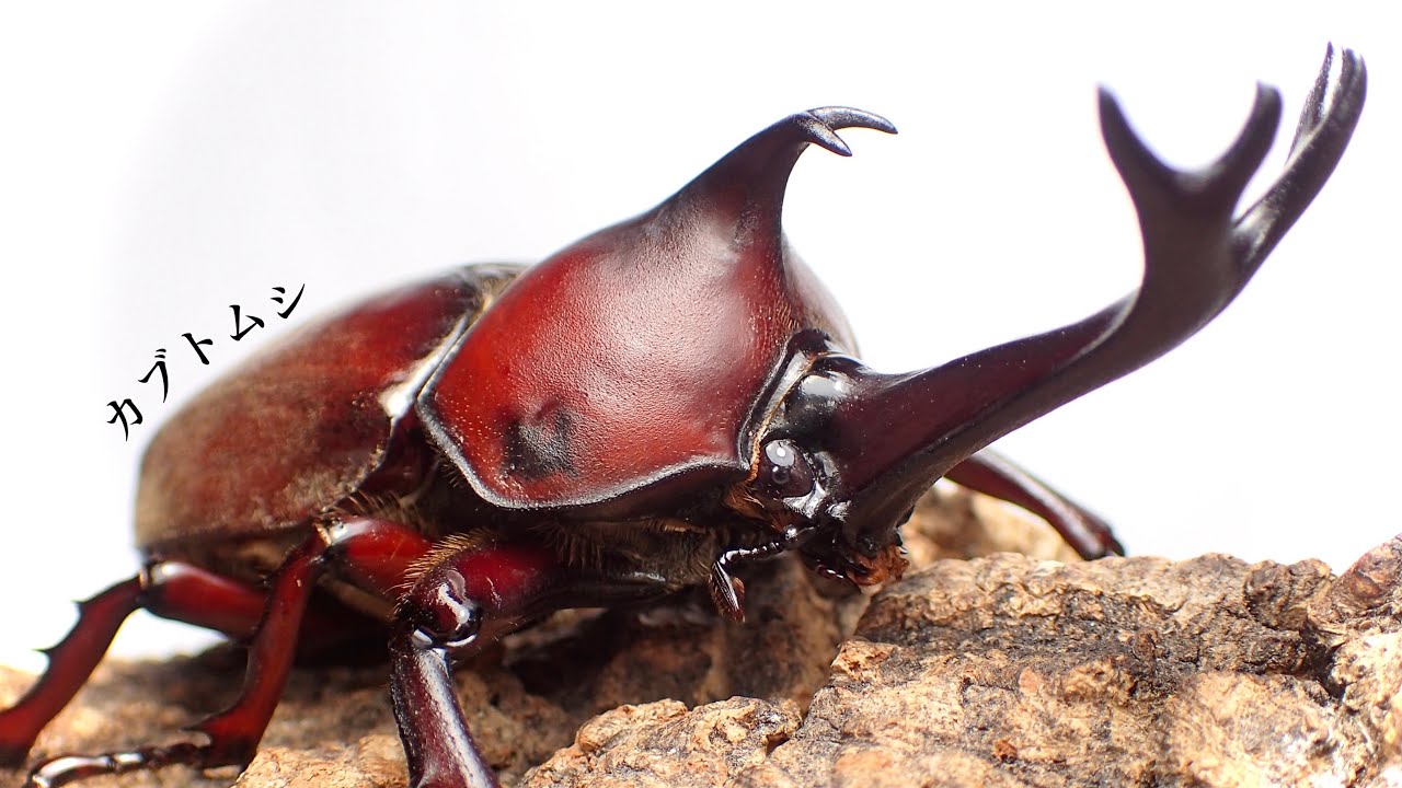 Detailed explanation] How to raise and spawn Japanese rhinoceros