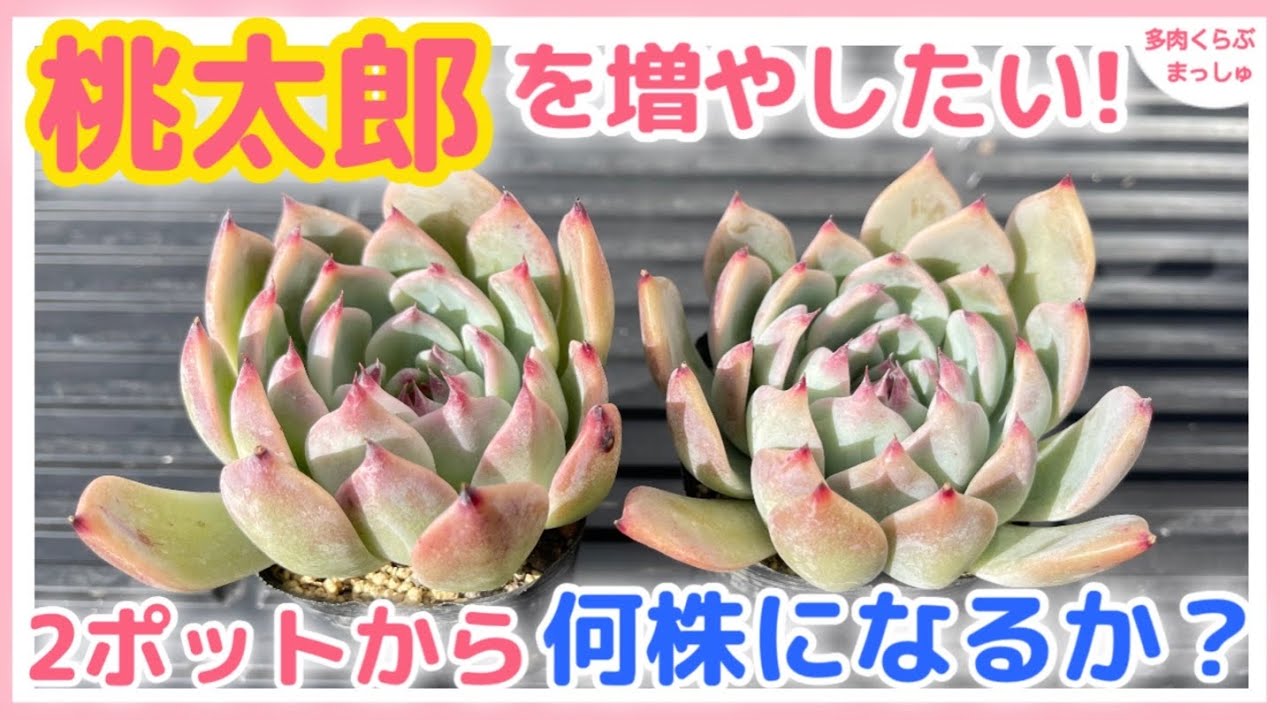 多肉植物】桃太郎を増やしたい！冬だけど葉挿し50枚チャレンジスタート