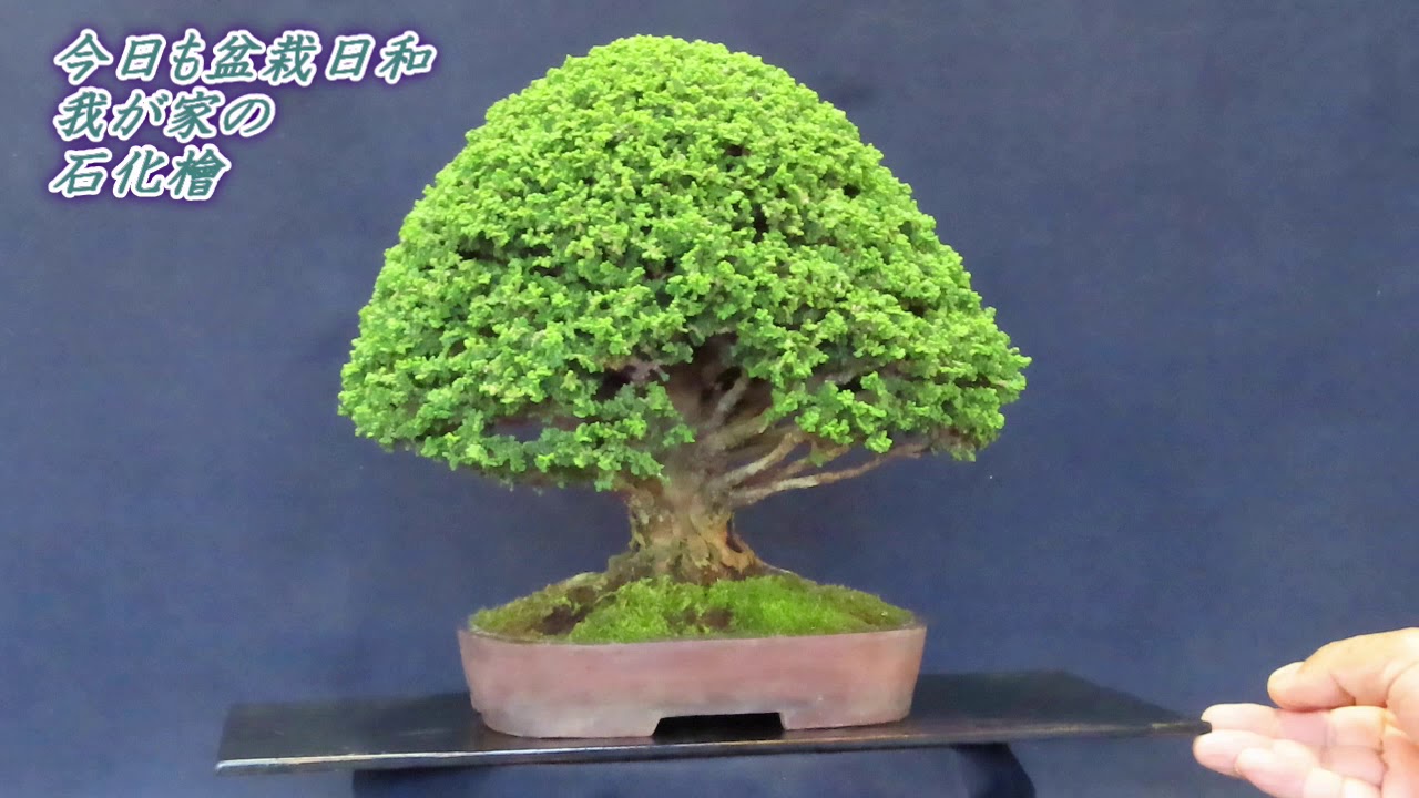 今日も盆栽日和 石化檜 完成作品 直幹1 - YouTube