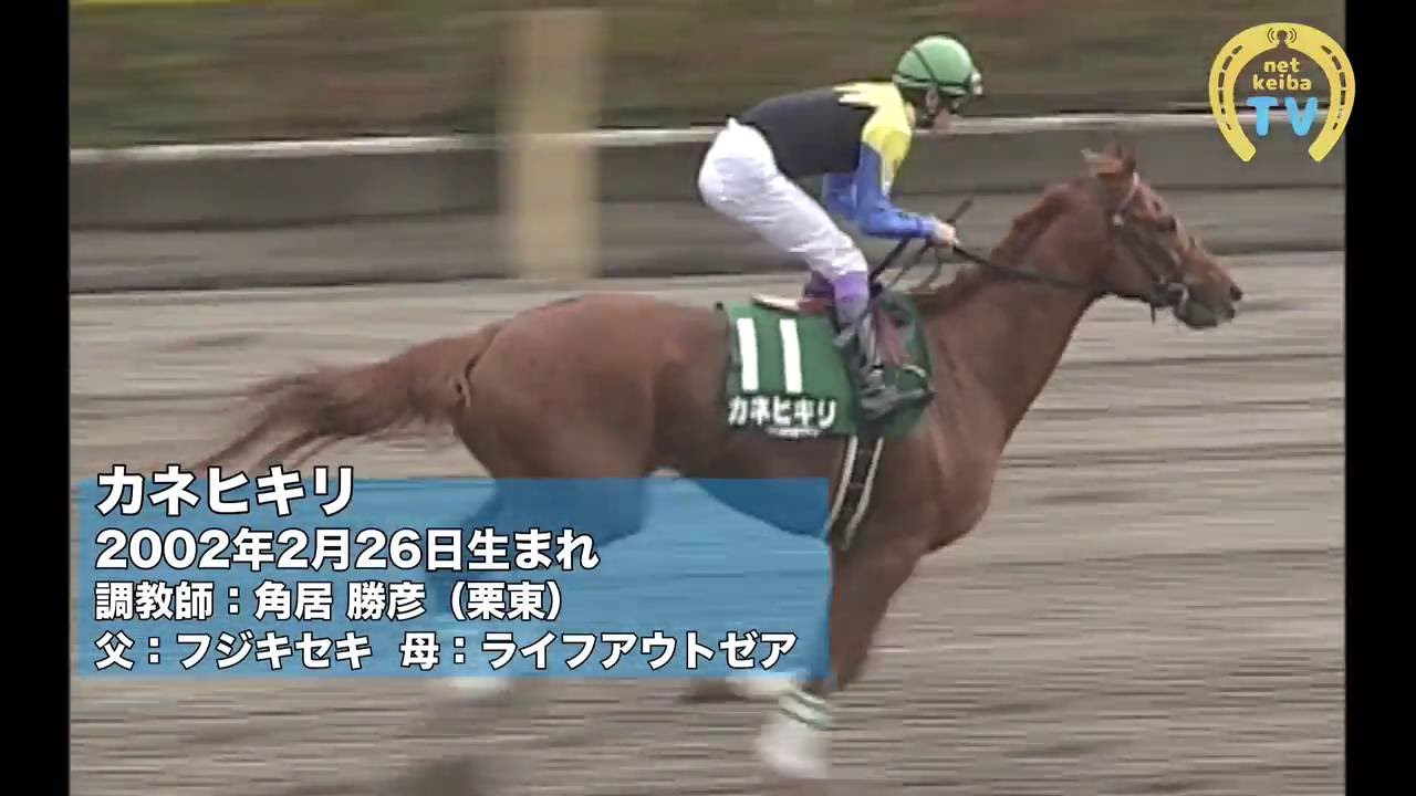 まねき馬 カネヒキリ 砂王 カネヒキリ｜歴代最強馬｜不屈のダート王