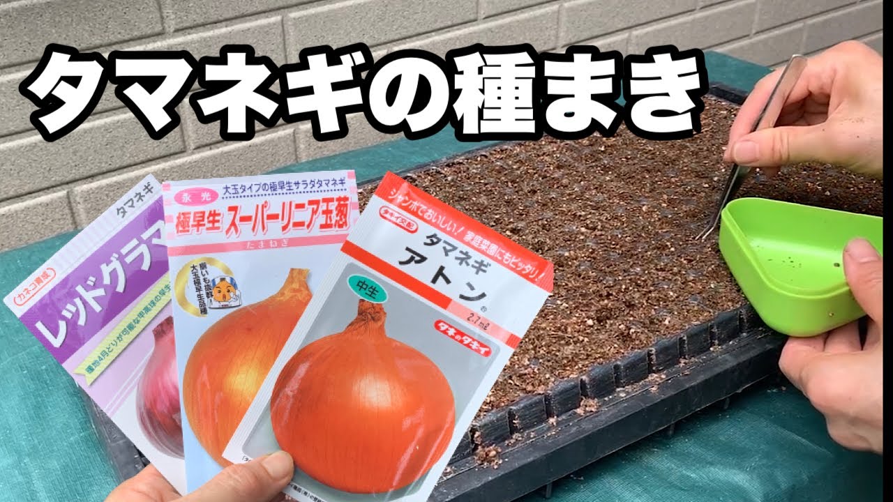 The sowing time is important [Onion sowing] 230910 - YouTube