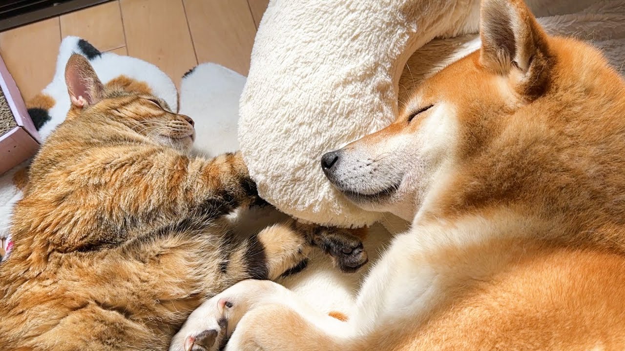 仲良し柴犬と猫】柴犬の隣に行きたそうな姉妹猫にのんびり猫の行動が神