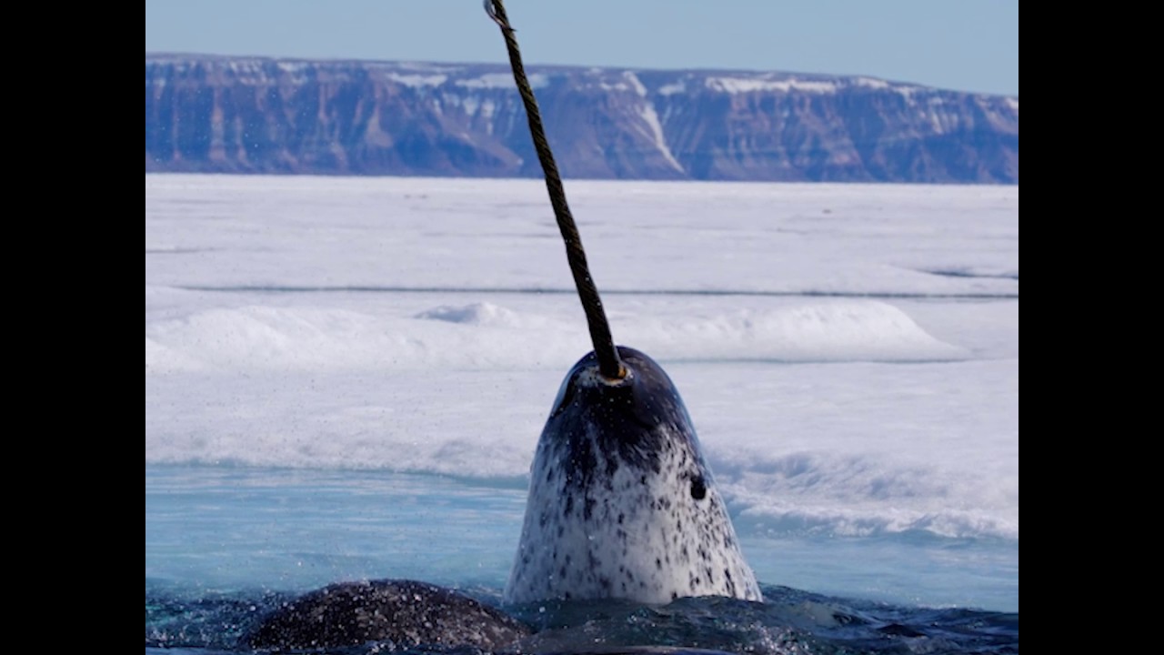 世界初！カメラがとらえたイッカクの牙の使い道 - YouTube