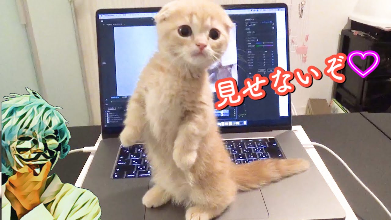 ねおの猫。短足マンチカンよちひこ - YouTube