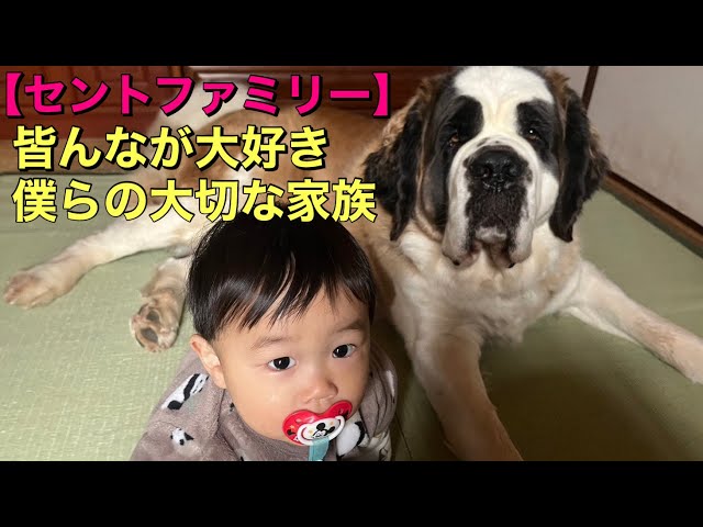 超大型犬セントバーナード】皆んなが大好き僕らの大切な家族、どんなに