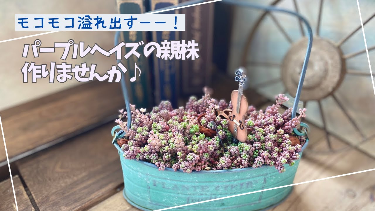 Why not create a Purple Haze parent plant?