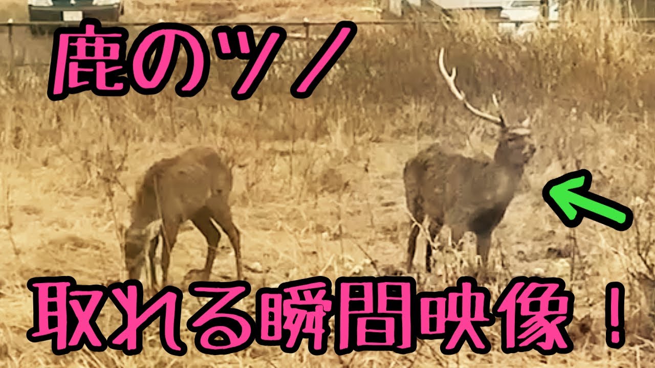 2019.2.2 AXIS DEER アクシスジカ 落角No.1 （日本平動物園） - YouTube