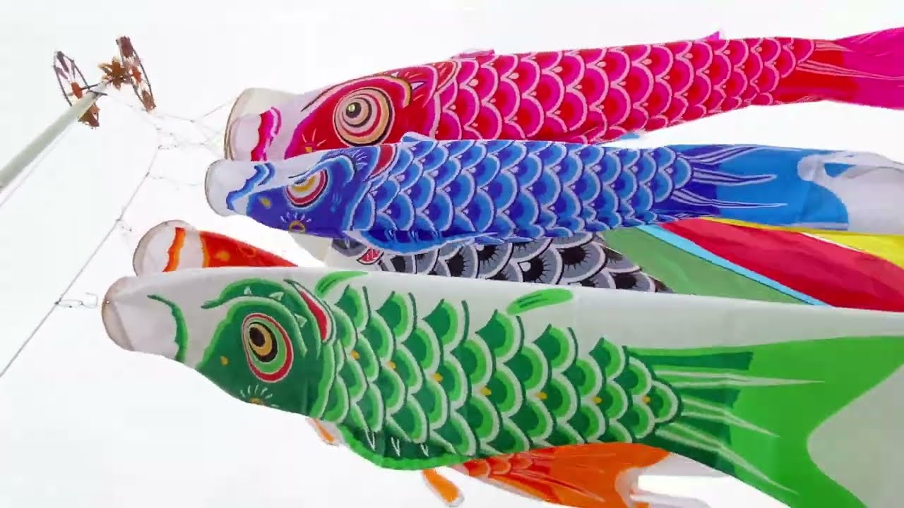 広巾二引五色】旭天竜 広巾二引五色吹流し シルキー鯉のぼり 4m8点