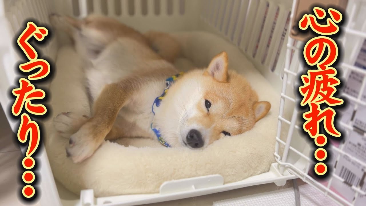 寂しさで疲れ果てた豆柴兄妹・・・ごめんね・・・ - YouTube