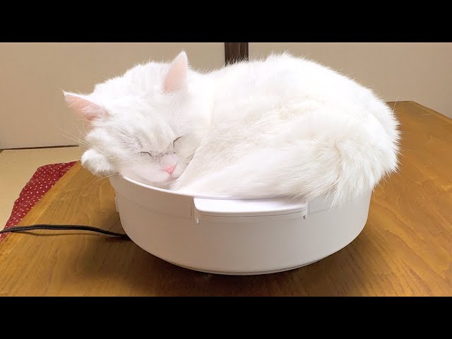 Cat-Pot Season Is Here Again! (Grated Radish Hotpot Version) - YouTube