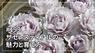 バラ苗【中苗】ザセレスティアル 国産苗 6号鉢植え品［農林水産省 品種