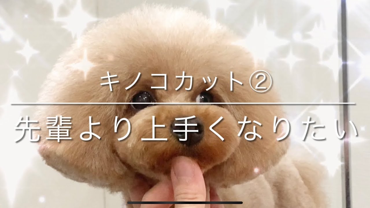 Grooming】Toy Poodle ”Mushroom Cut” Part 2 - YouTube