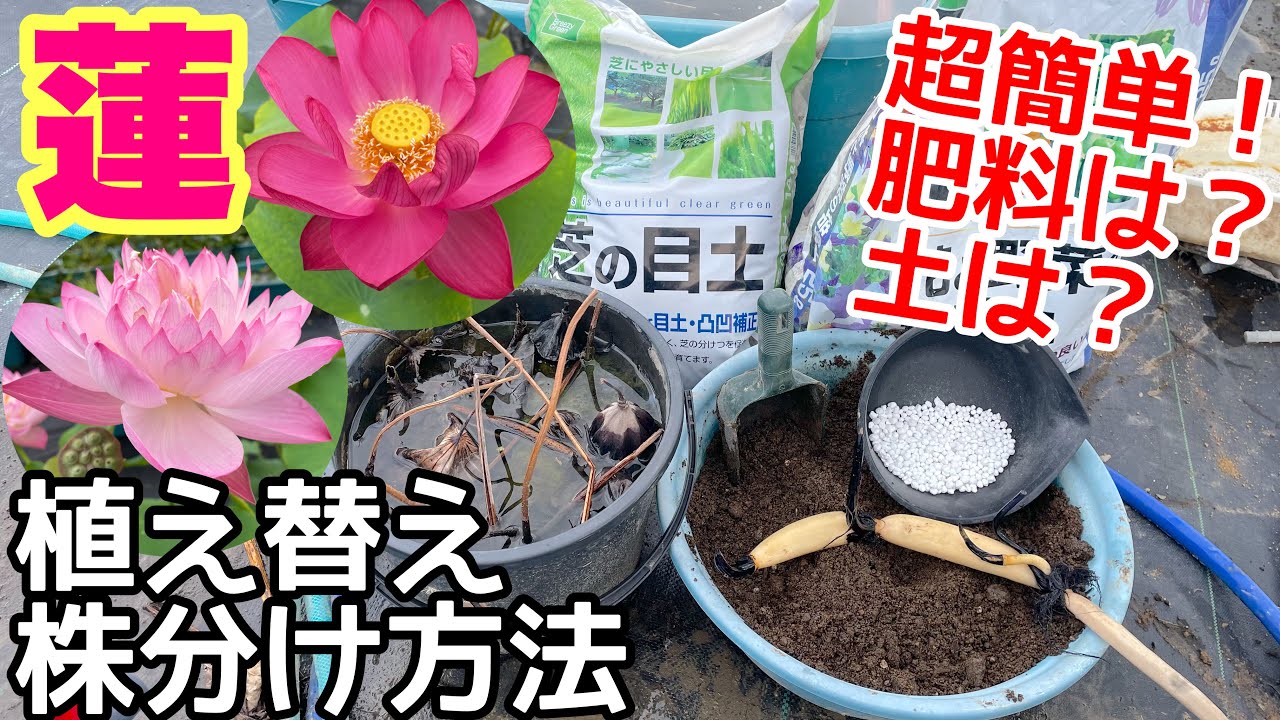 蓮（ハス）の簡単植え替え、株分け方法！毎年必ずしてください！メダカ