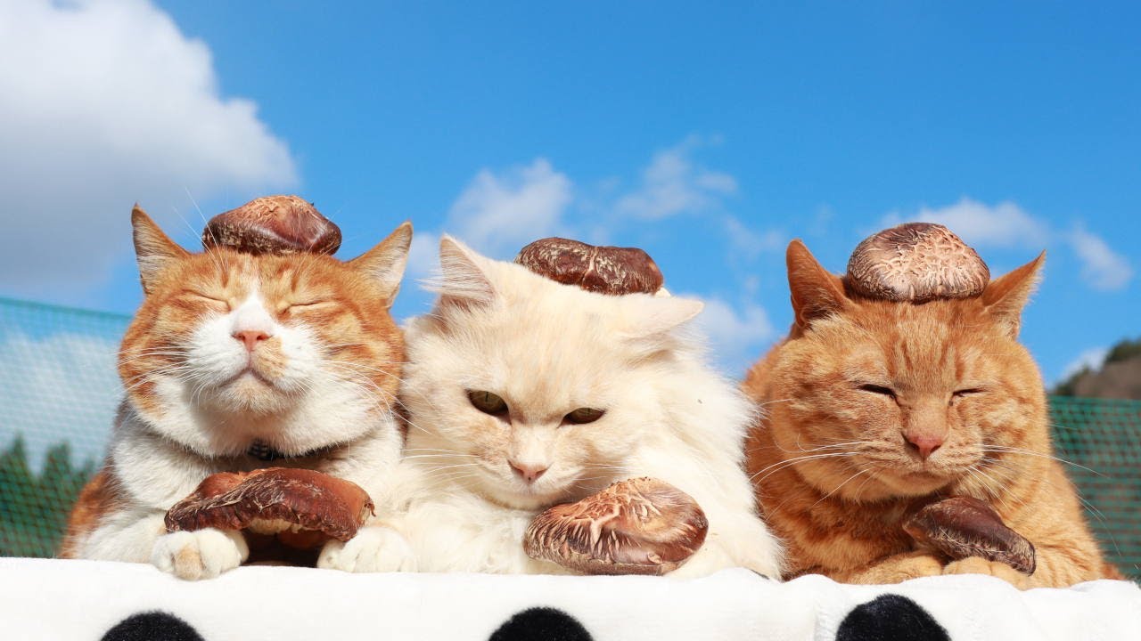 しいたけのせ猫 2025年春 250519 - YouTube