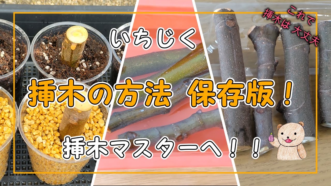 いちじく】挿木の方法「保存版」 レッツ挿木！ cuttings method - YouTube